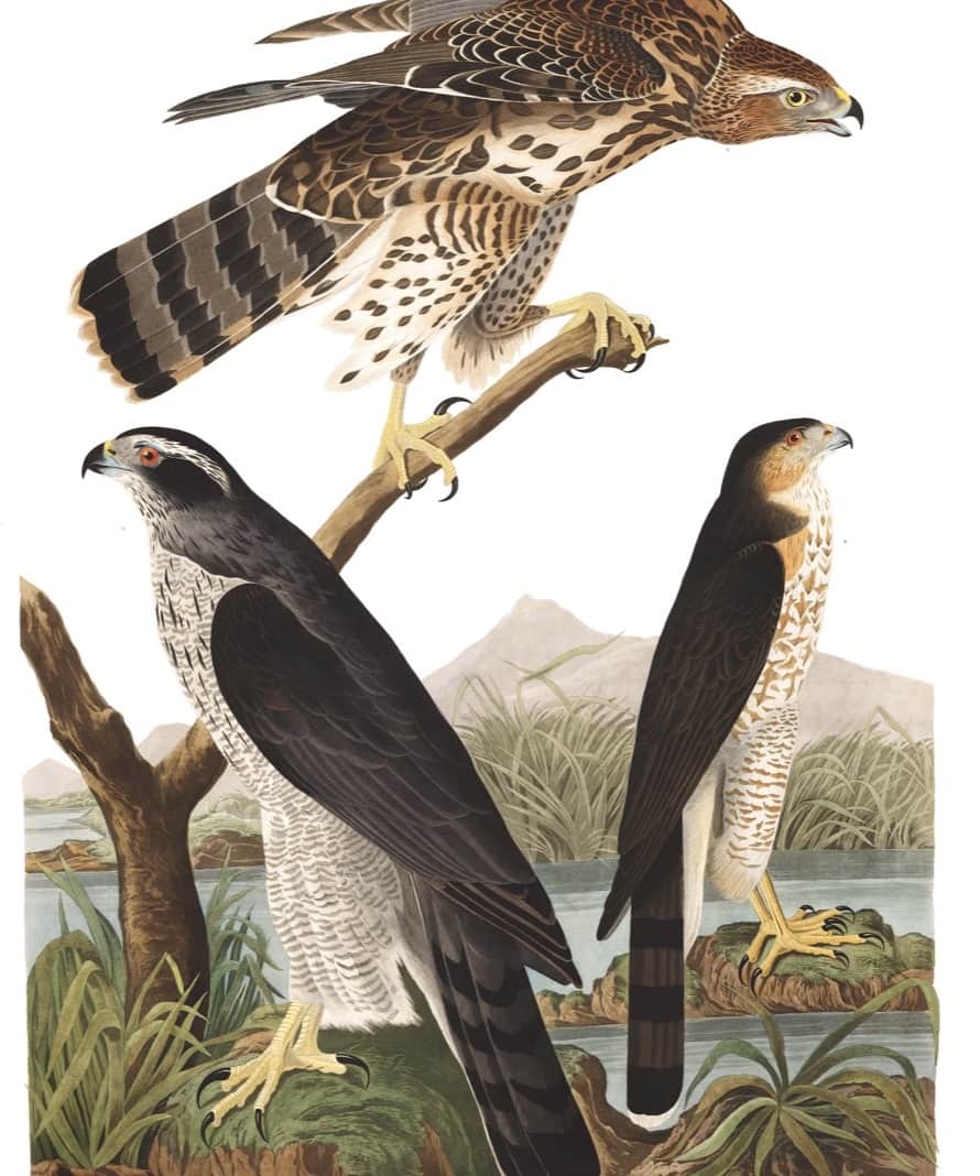 Three hawks perched among branches, hand-colored natural-history illustration