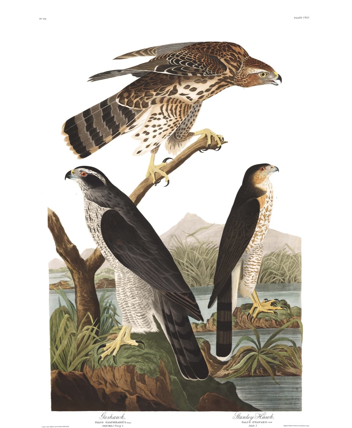Goshawk and Stanley Hawk, plate CXLI from John James Audubon's Birds of America, 1827–1838